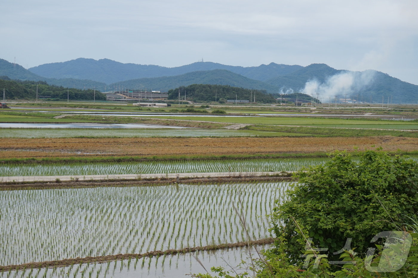 본문 이미지 - 모내기를 끝낸 간척지의 논에 사름이 싱그롭다.  2024.6.13./뉴스1 ⓒ News1 조영석 기자