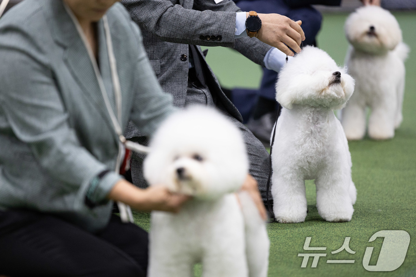 (서울=뉴스1) 이재명 기자 = 16일 오전 서울 서초구 aT센터에서 열린 서울 FCI 국제 도그쇼에서 출전견들이 경연을 하고 있다. 2024.6.16/뉴스1