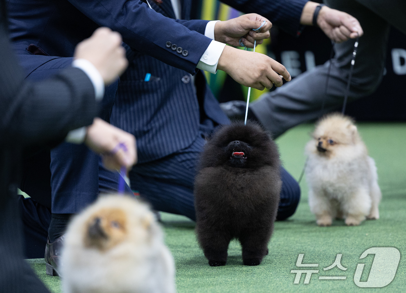 (서울=뉴스1) 이재명 기자 = 16일 오전 서울 서초구 aT센터에서 열린 서울 FCI 국제 도그쇼에서 출전견들이 경연을 하고 있다. 2024.6.16/뉴스1