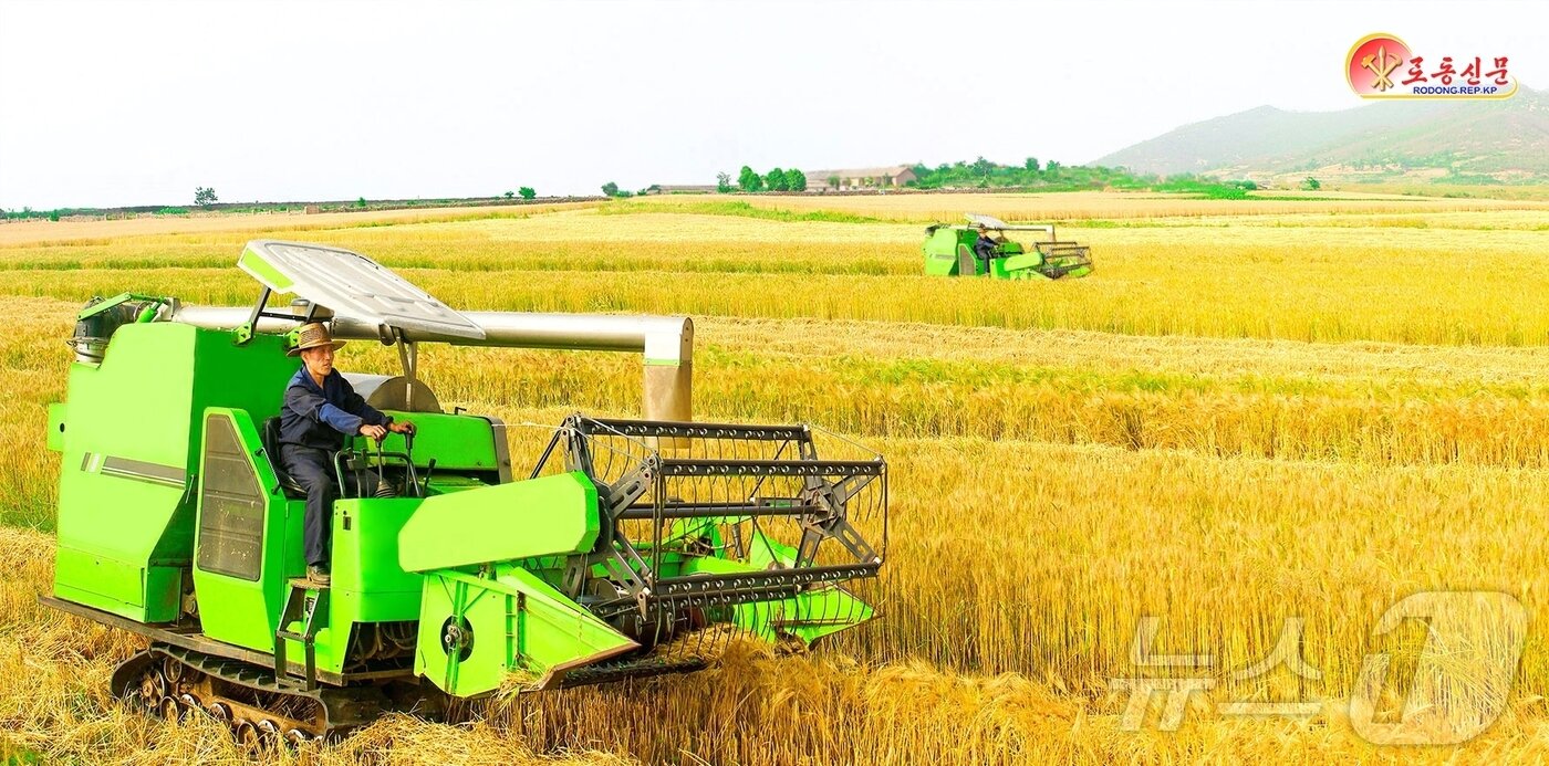 본문 이미지 - (평양 노동신문=뉴스1) = 밀, 보리를 수확하는 북한. [국내에서만 사용가능. 재배포 금지. DB 금지. For Use Only in the Republic of Korea. Redistribution Prohibited] rodongphoto@news1.kr