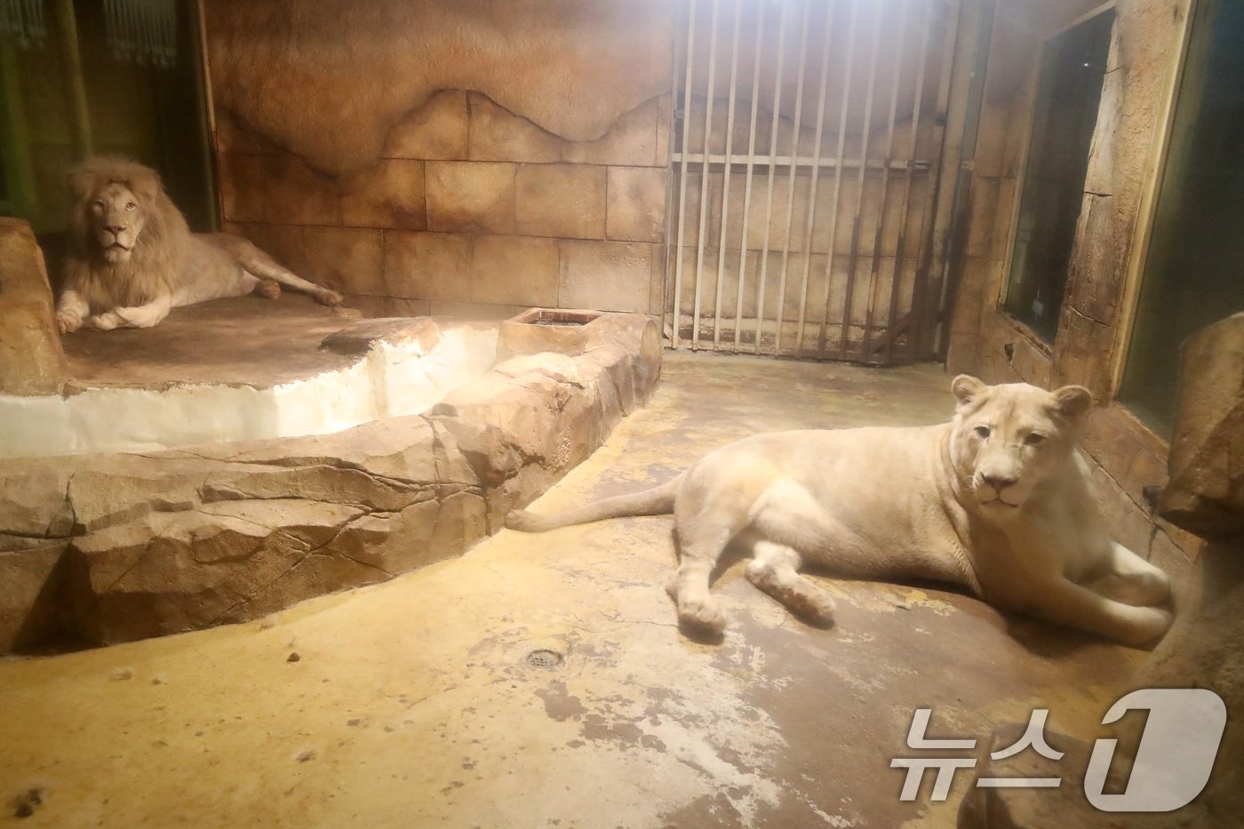 본문 이미지 - 대구의 한 실내동물원의 열악한 환경에 수년째 방치돼 학대 논란까지 이어졌던 동물들이 대구 달성군 스파밸리 네이처파크로 옮겨지는 가운데 17일 오전 백사자 한 쌍이 새 보금자리로 옮겨지기 전 주위 상황을 경계하고 있다. 2024.6.17/뉴스1 ⓒ News1 공정식 기자