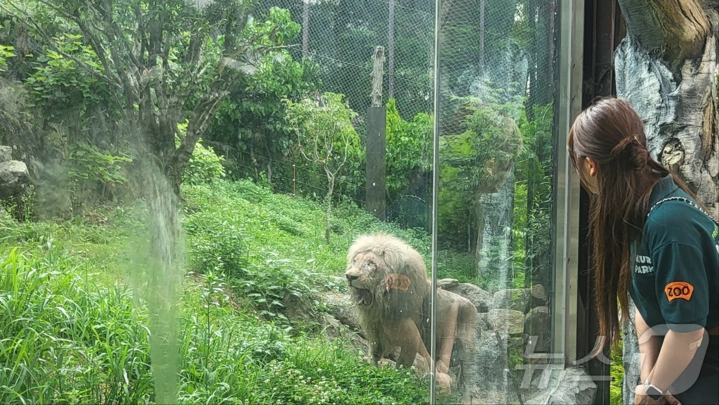 본문 이미지 - 17일 오후 대구 달성군 소재 네이처파크 실외 방사장에 풀린 숫사자 2024.6.17/뉴스1 ⓒ News1 이성덕 기자
