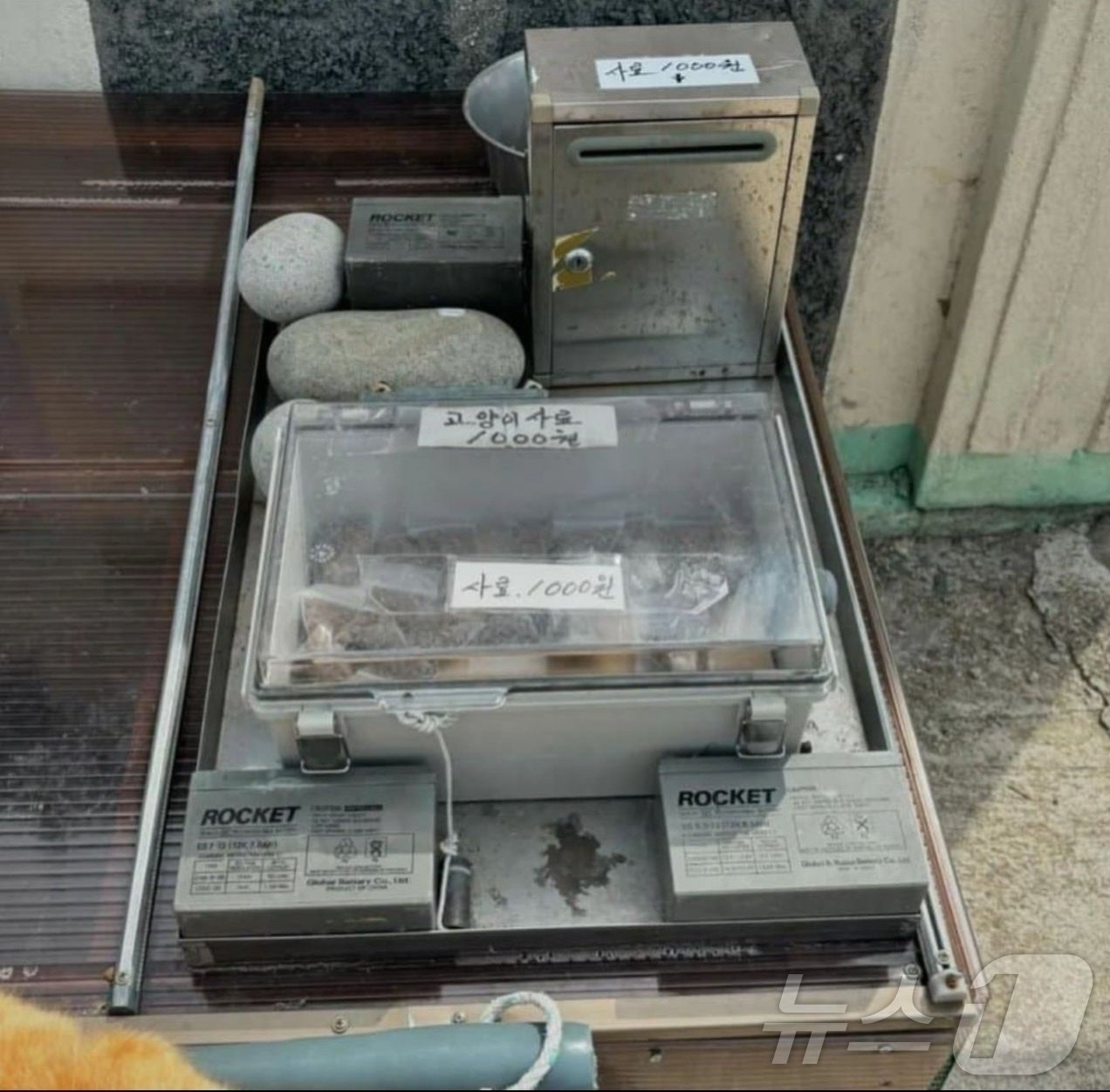 본문 이미지 - 한 온라인 커뮤니티에서 목줄에 묶인 고양이 옆으로 금액이 적힌 사료통이 놓여진 모습.(온라인 커뮤니티 갈무리)2024.6.17/뉴스1