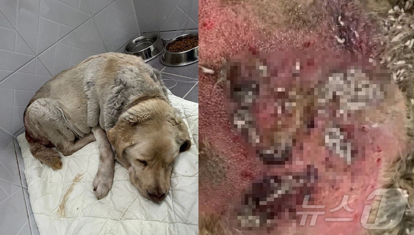 본문 이미지 - (미소사랑 SNS 갈무리)