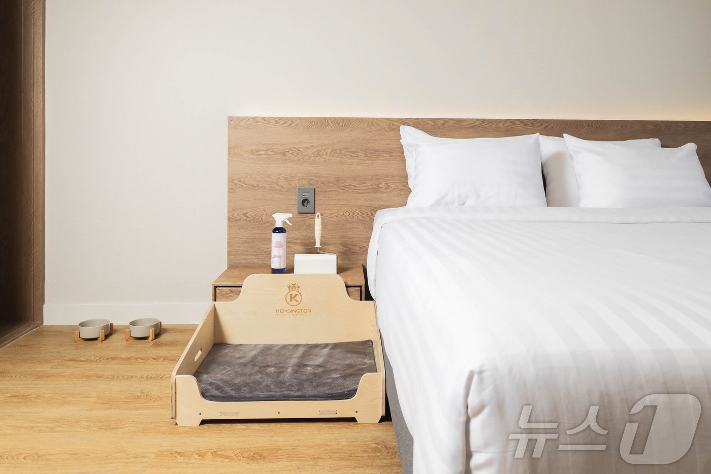 본문 이미지 - 펫 전용 침대가 마련된 켄싱턴리조트 충주의 객실.(켄싱턴리조트 제공)
