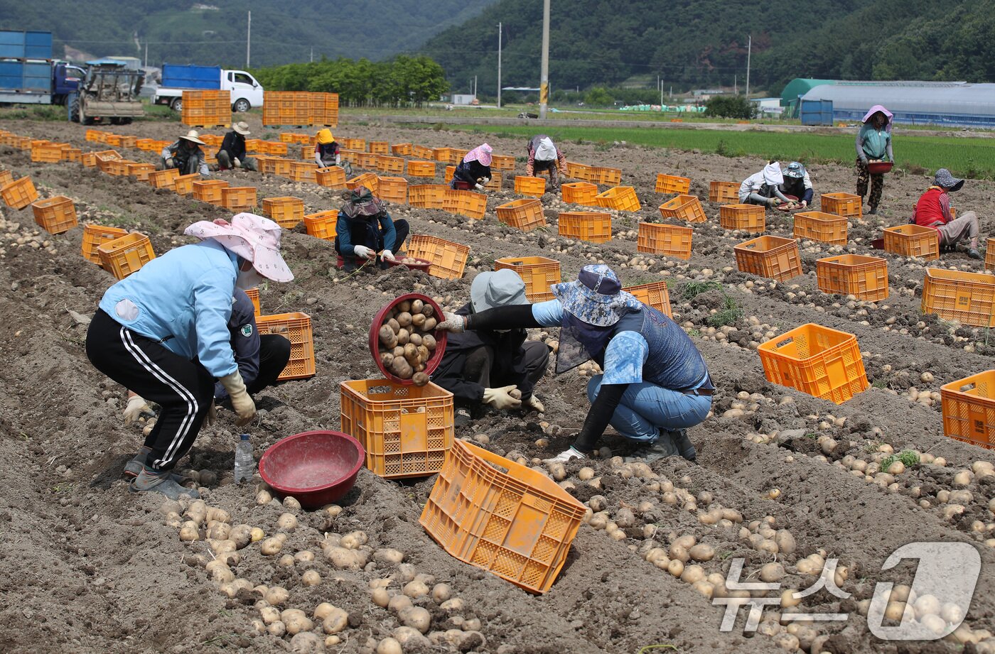 본문 이미지 -  감자밭에서 외국인 계절근로자들이 감자를 수확하고 있다.(자료사진)/뉴스1 DB