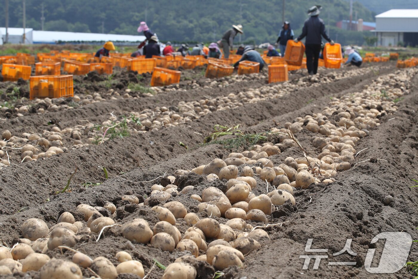 본문 이미지 - 감자밭에서 외국인 계절근로자들이 감자를 수확하고 있다.  뉴스1 DB &#40;사진은 기사와 무관함&#41;