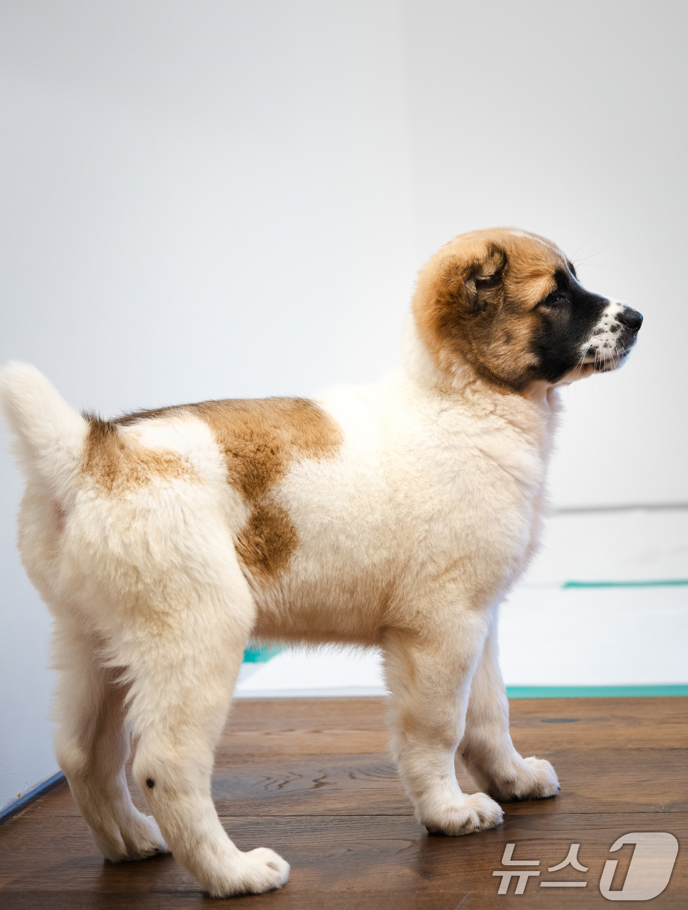 대통령 관저에 도착한 투르크 국견 알라바이 - 뉴스1