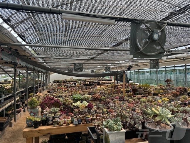 본문 이미지 - 울산 북구 화봉 화훼단지 내 위치한 한새다육. 비닐하우스 내부에는 찜통 같은 더위가 이어지고 있다. 2024.06.19. ⓒ News1 김세은 기자