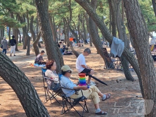 본문 이미지 - 강원 강릉지역 낮 최고기온이 35도에 육박한 19일 강릉 송정해변을 찾은 시민들이 솔밭 그늘에서 무더위를 식히고 있다. 2024.6.19/뉴스1 ⓒ News1 윤왕근 기자