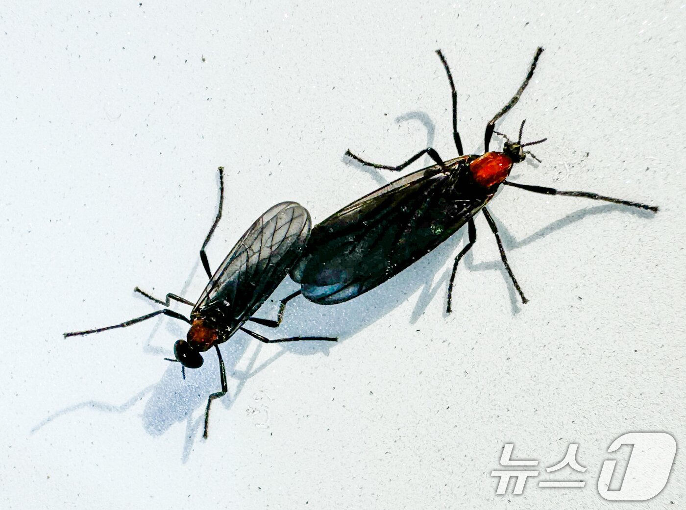 본문 이미지 - 20일 서울 도심에 출몰한 러브버그의 모습. 2024.6.20/뉴스1 ⓒ News1 이재명 기자