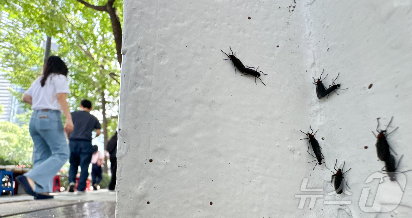 (서울=뉴스1) 이재명 기자 = 일명 '러브버그'로 알려진 붉은등우단털파리가 수도권 도심 곳곳에서 기승을 부리고 있다. 작년보다 더위가 일찍 찾아오면서 러브버그의 출몰도 더 빨라졌 …