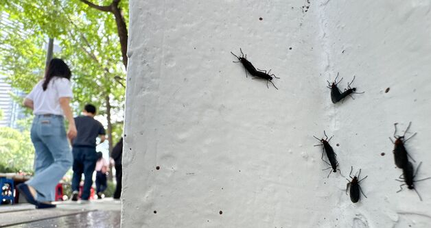 '여름 불청객' 하루살이·러브버그 친환경 방제 나선다