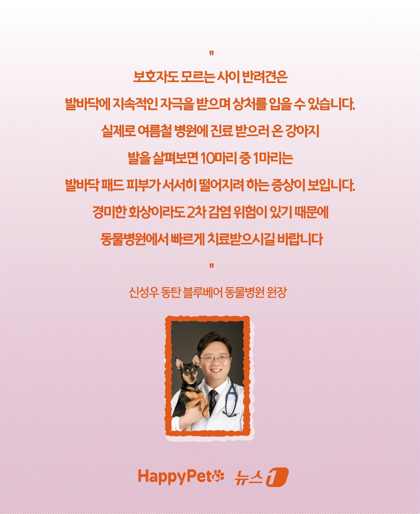 본문 이미지 - &#39;신발 신겨도 될까?&#39;… 여름철 반려견 발바닥 화상 예방법 ⓒ News1 윤주희 디자이너