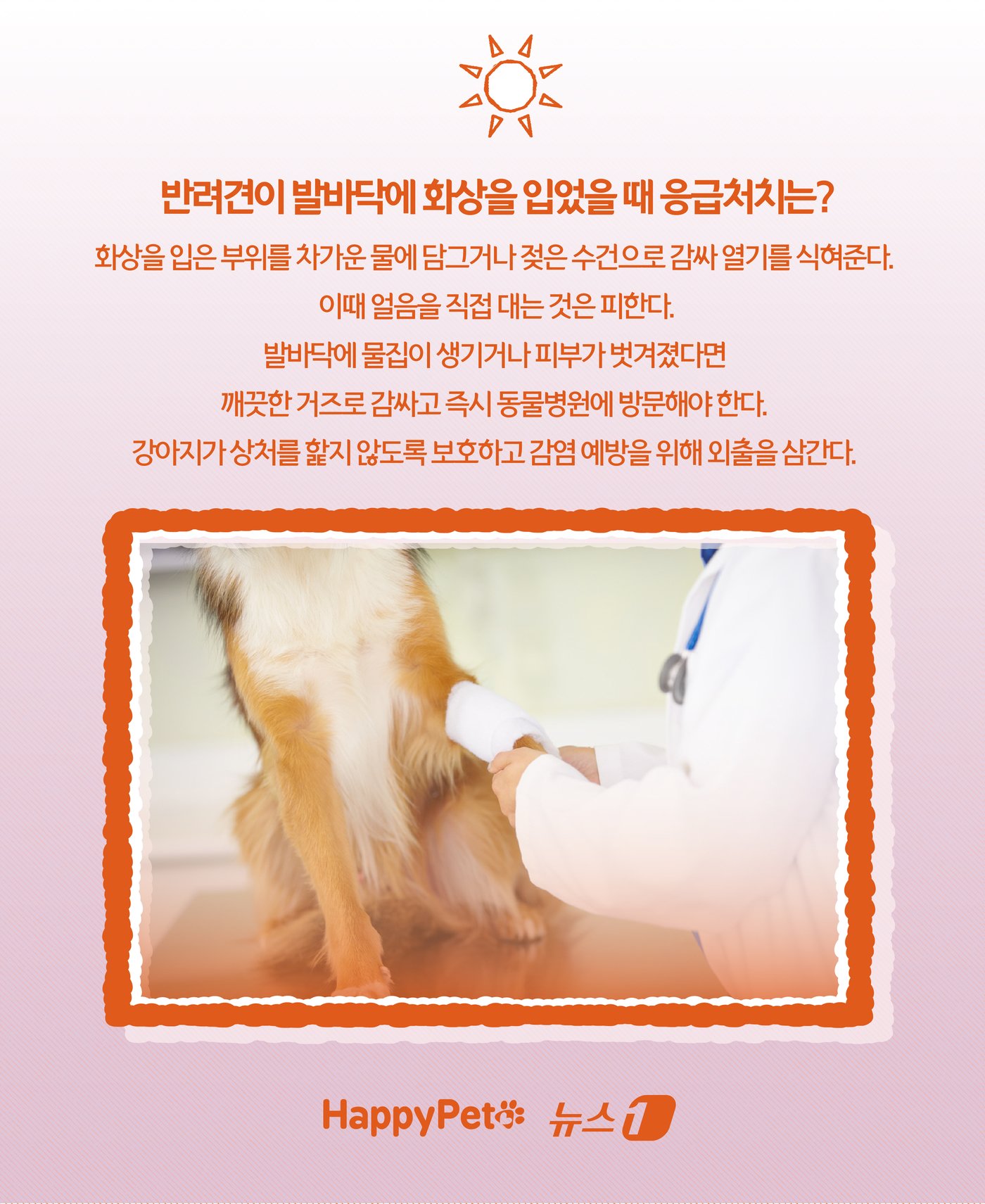 본문 이미지 - &#39;신발 신겨도 될까?&#39;… 여름철 반려견 발바닥 화상 예방법 ⓒ News1 윤주희 디자이너