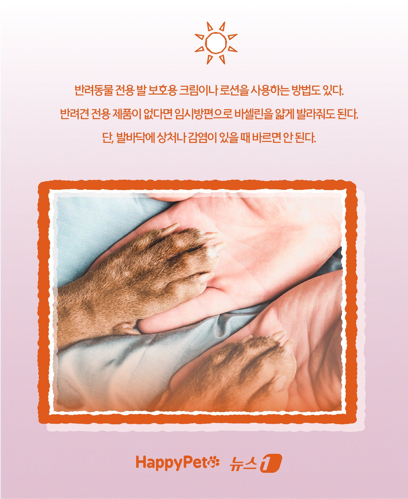 본문 이미지 - &#39;신발 신겨도 될까?&#39;… 여름철 반려견 발바닥 화상 예방법 ⓒ News1 윤주희 디자이너
