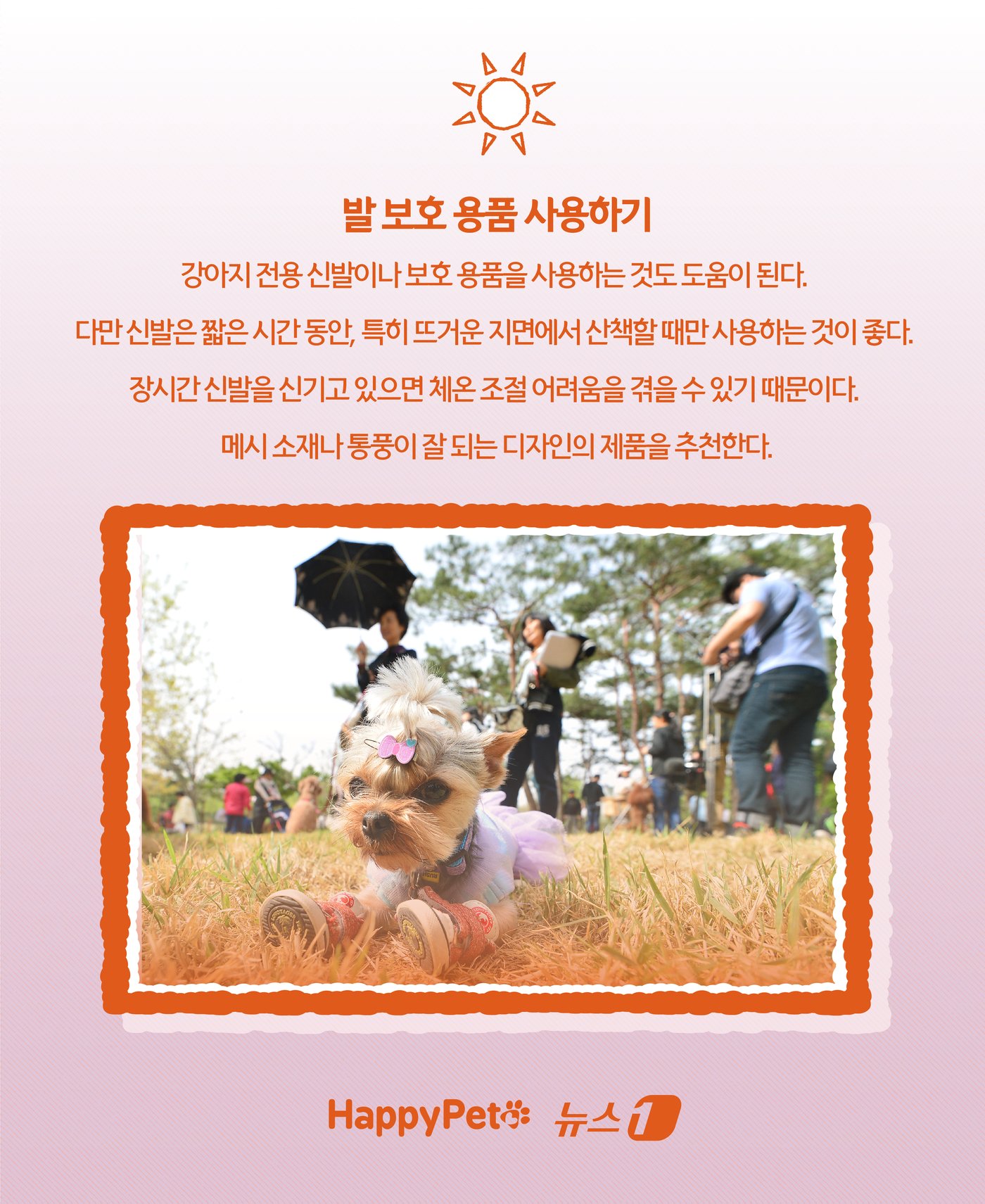본문 이미지 - &#39;신발 신겨도 될까?&#39;… 여름철 반려견 발바닥 화상 예방법 ⓒ News1 윤주희 디자이너