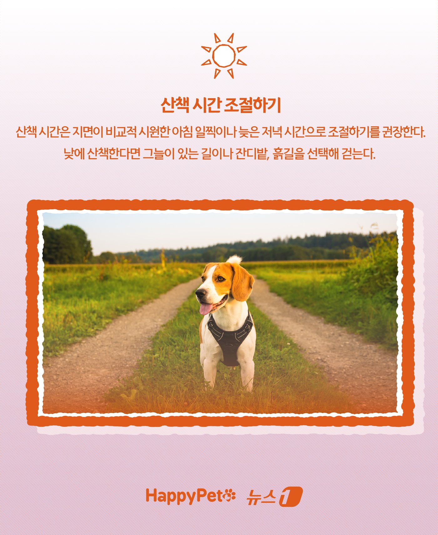 본문 이미지 - &#39;신발 신겨도 될까?&#39;… 여름철 반려견 발바닥 화상 예방법 ⓒ News1 윤주희 디자이너