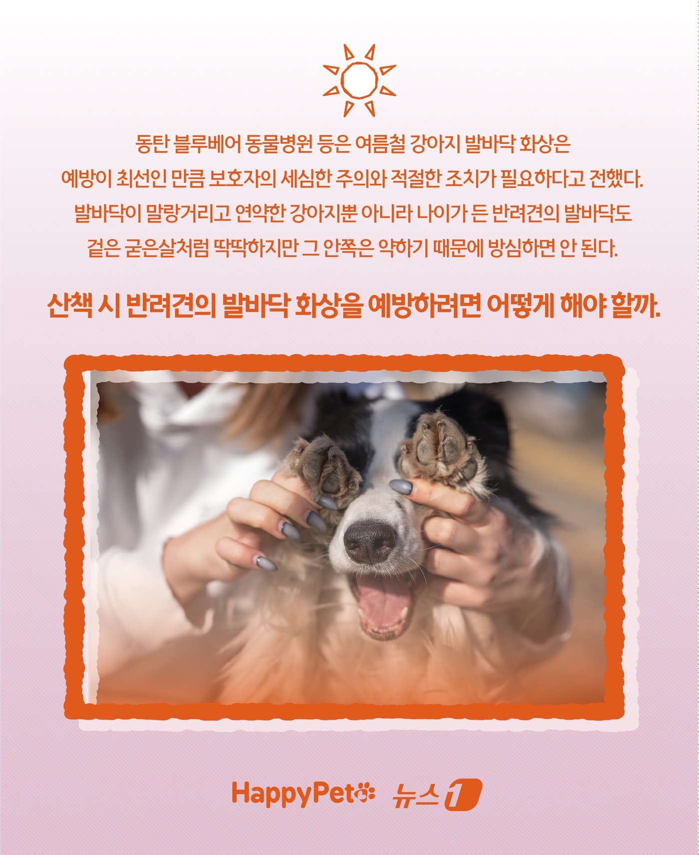 본문 이미지 - &#39;신발 신겨도 될까?&#39;… 여름철 반려견 발바닥 화상 예방법 ⓒ News1 윤주희 디자이너