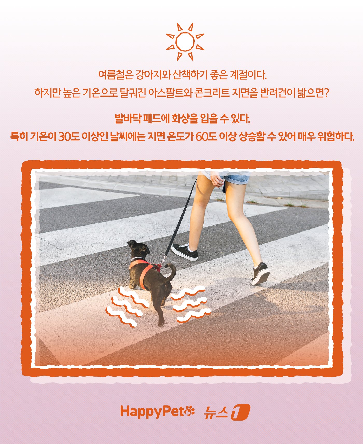 본문 이미지 - &#39;신발 신겨도 될까?&#39;… 여름철 반려견 발바닥 화상 예방법 ⓒ News1 윤주희 디자이너