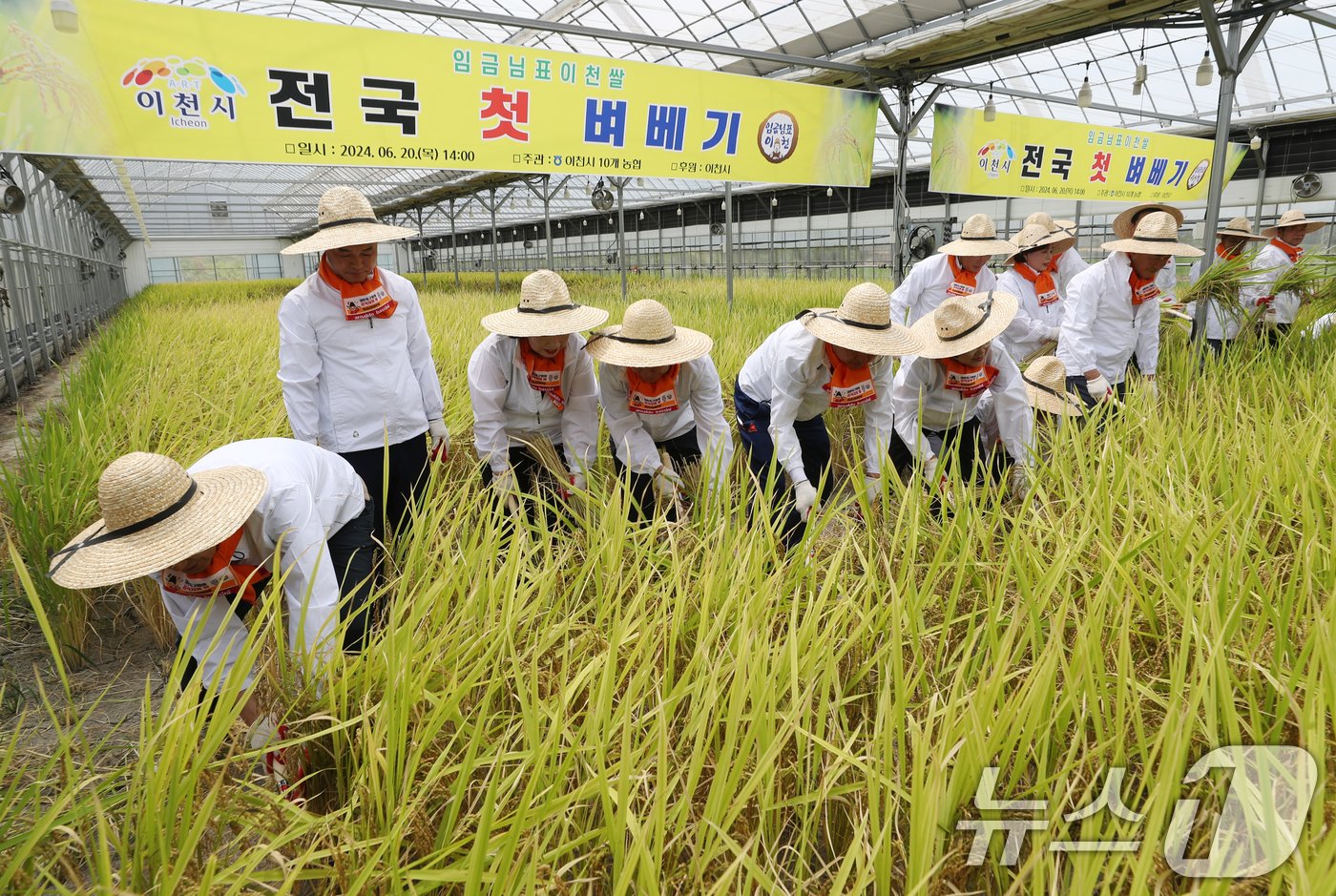 20일 경기 이천시 호법면의 한 비닐하우스에서 열린 임금님표 이천쌀 전국 첫 벼베기 행사에서 관계자가 낫으로 벼를 수확하고 있다. 2024.6.20/뉴스1 ⓒ News1 김영운 기자