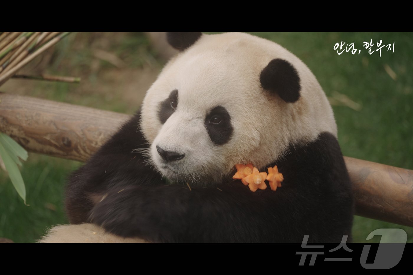 본문 이미지 - 푸바오와 사육사들의 이야기가 담긴 영화 '안녕 할부지'의 한 장면.(에버랜드 제공)