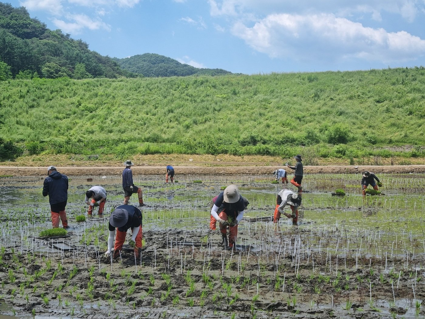 충북 괴산 문광저수지 인근 유색벼 논그림 모내기 모습.&#40;괴산군 제공&#41;/뉴스1