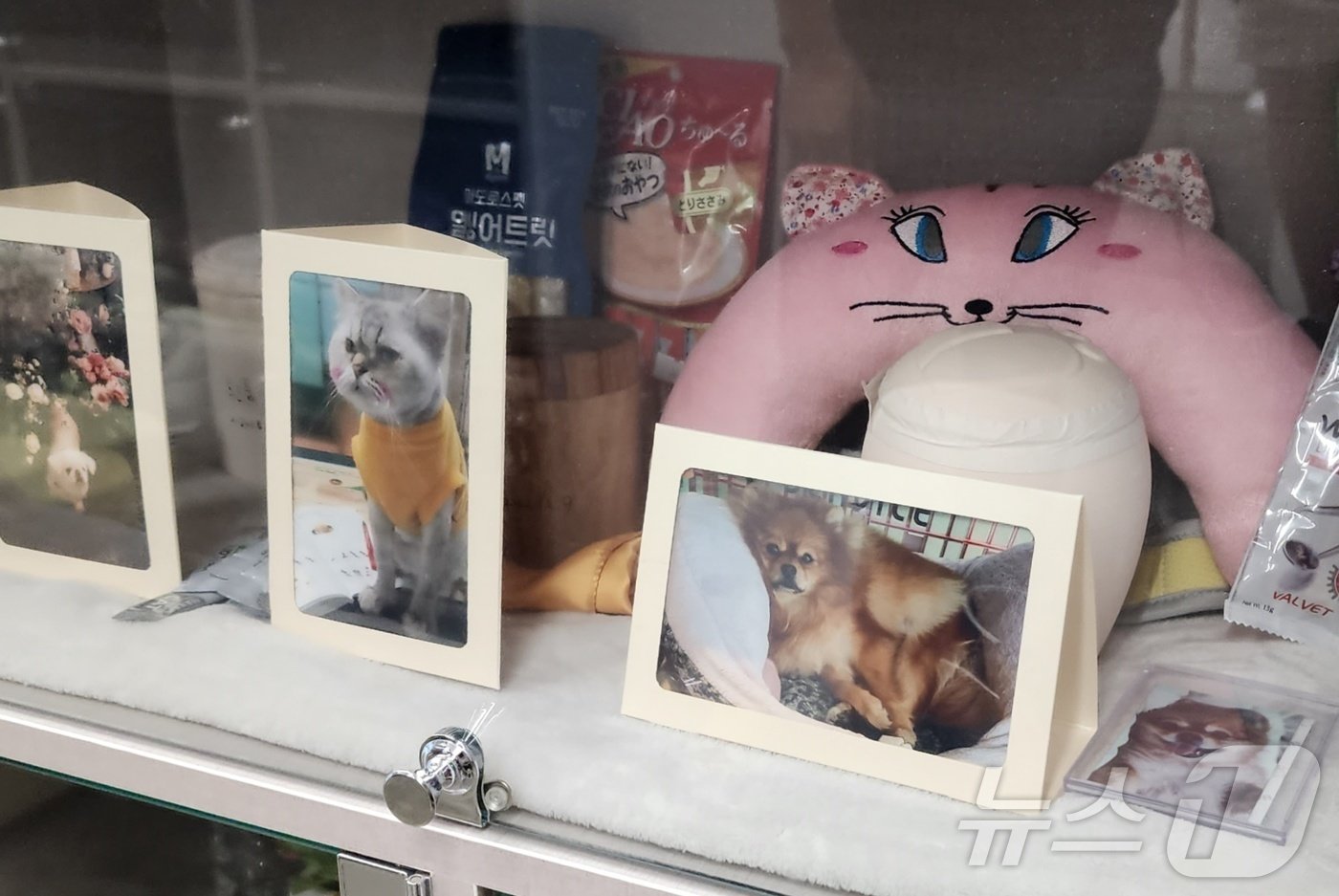 본문 이미지 - 이태형 한국동물복지표준협회 공동대표가 키우던 반려동물들. 포포즈 장례식장 봉안당에 안치돼 있다(서초이태형동물병원 제공). ⓒ 뉴스1