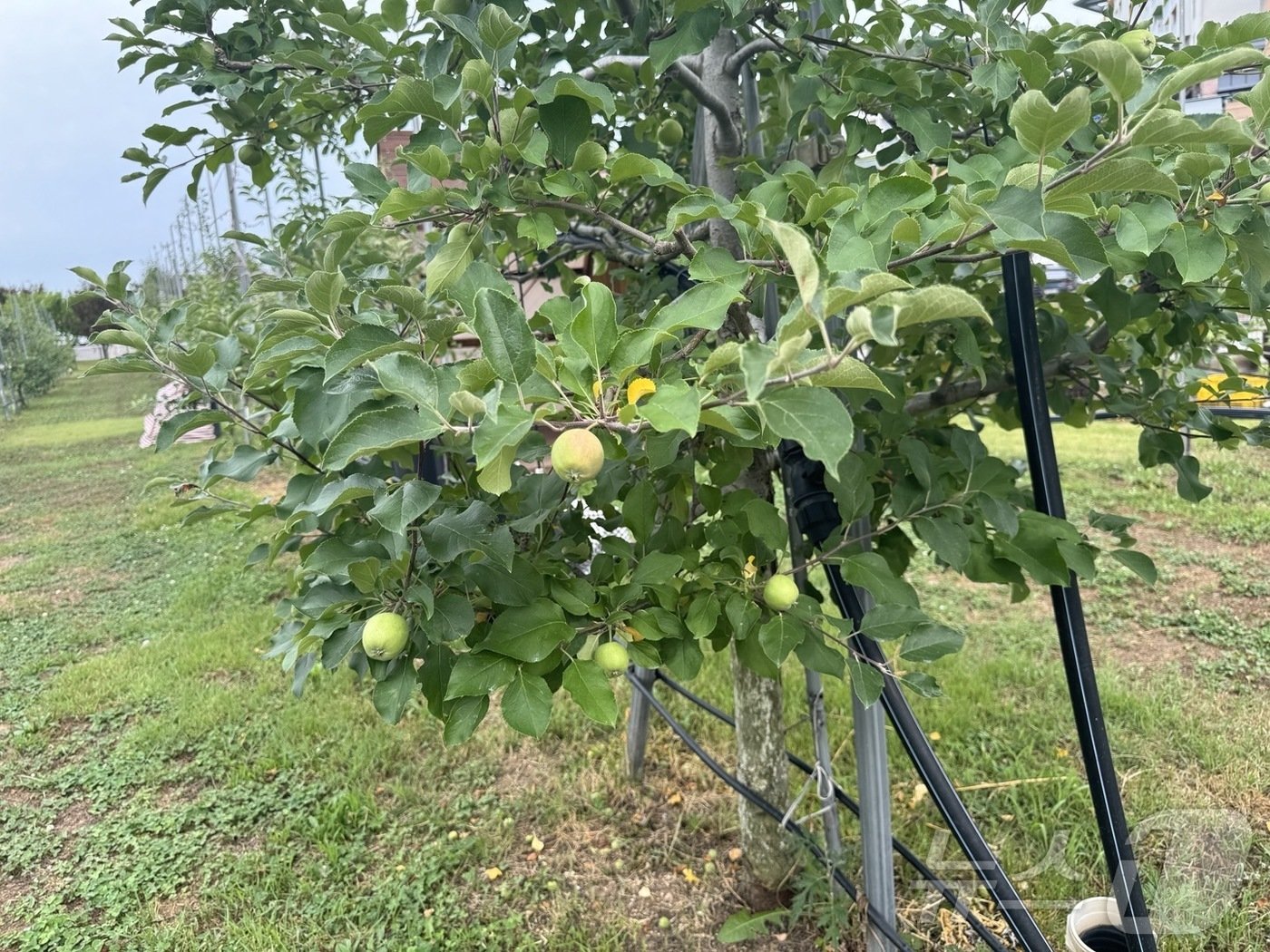 본문 이미지 - 한 바이 소노 플레이그라운드 과수원에 사과가 자라고 있다. ⓒ 뉴스1 김형준 기자