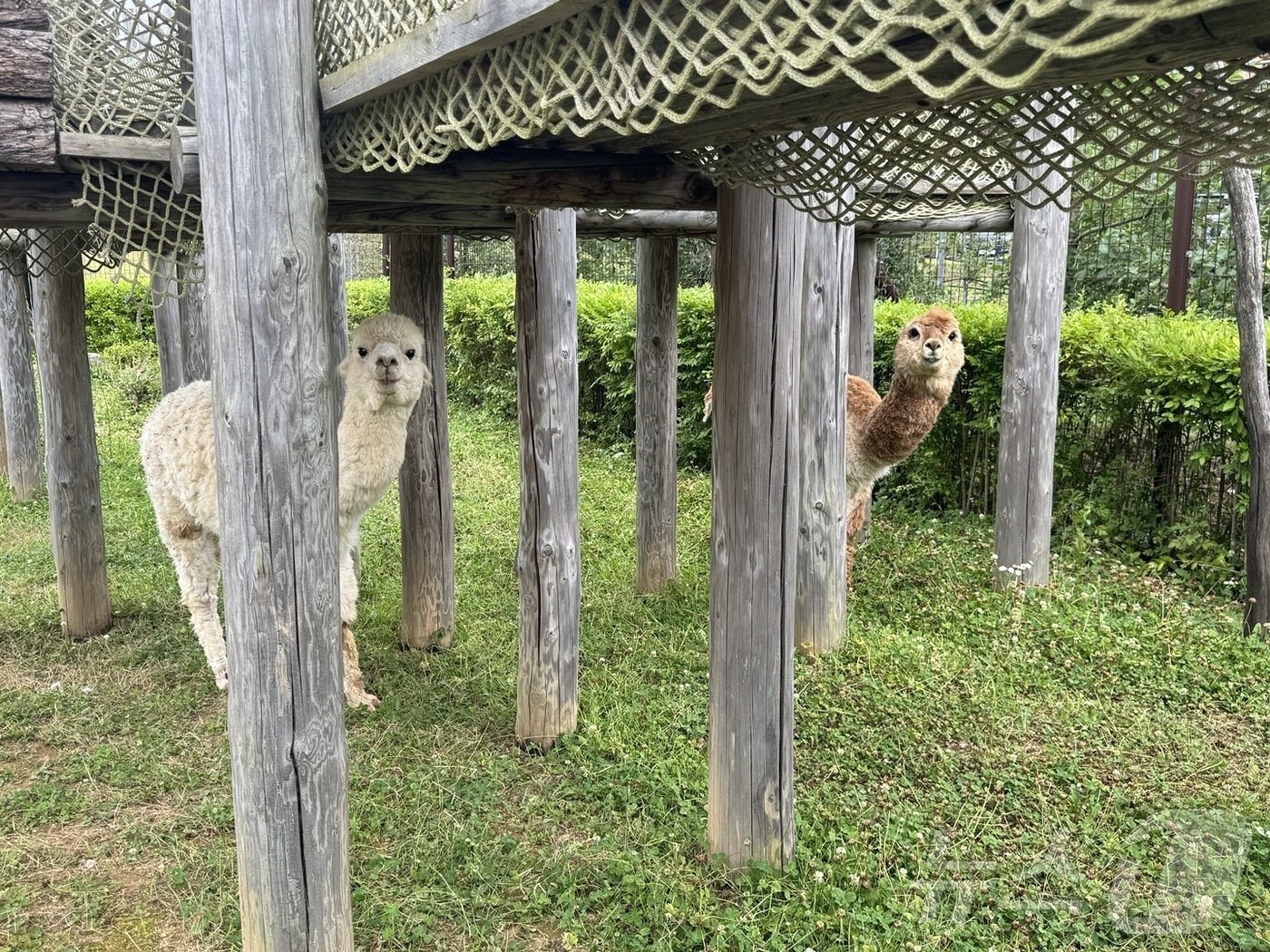 본문 이미지 - '플레이그라운드 인 애플팜'에서 볼 수 있는 알파카 '청이'와 '송이'. ⓒ 뉴스1 김형준 기자