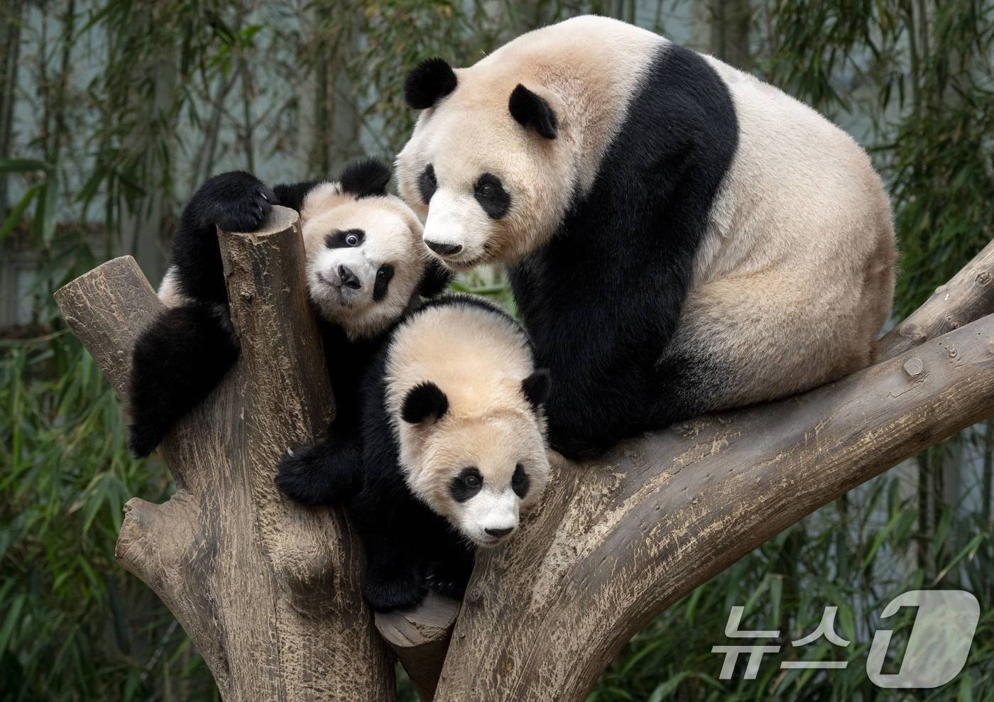 본문 이미지 - 에버랜드는 오는 7월 1일부터 8월 4일까지 판다 가족의 생일이 모두 모인 7월을 맞아 스페셜 축제 '바오패밀리 버스데이 페스타(Bao Family's Birthday Festa)'를 진행한다고 24일 밝혔다. 루이바오와 후이바오의 첫 생일인 7일에는 돌잔치가 열려 강철원, 송영관 등 주키퍼들이 쌍둥이 판다에 대해 이야기해주는 스페셜톡과 돌잡이 등이 진행된다. 엄마 아이바오와 아빠 러바오의 생일에도 사전 초청된 고객들과 생일 파티가 진행된다. 사진은 아이바오와 루이바오, 후이바오. (삼성물산 리조트부문 제공) 2024.6.24/뉴스1