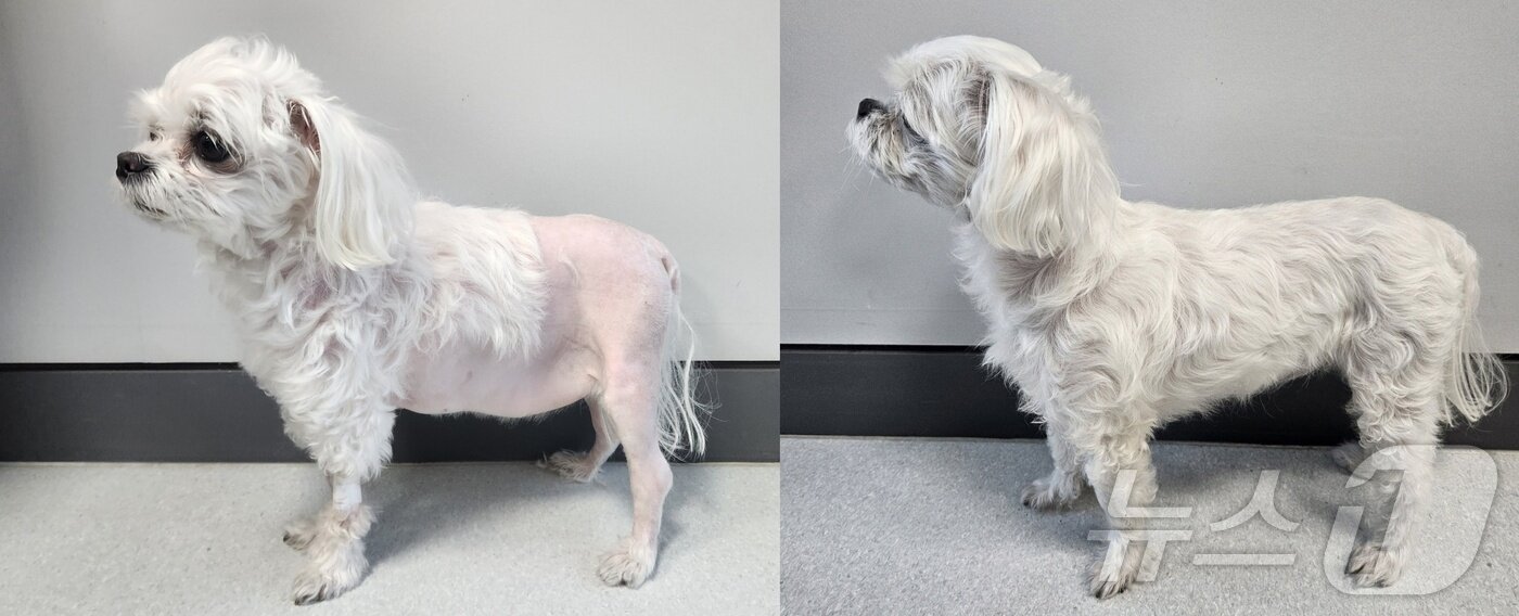 본문 이미지 - 단백소실성장병증 앓던 강아지의 치료 전과 치료 3개월 후 모습. 복수가 빠져 건강을 회복했다(고려동물메디컬센터 제공). ⓒ 뉴스1