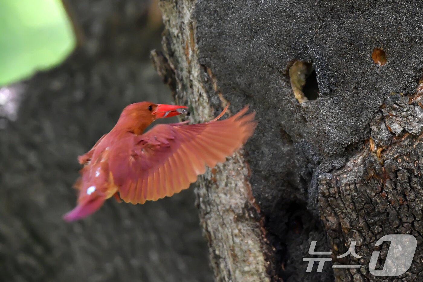 본문 이미지 - 25일 경북 경주시 안강읍 옥산서원 고목 나무에 둥지를 튼 호반새가 먹잇감을 물어오고 있다. 2024.6.25/뉴스1 ⓒ News1 최창호 기자