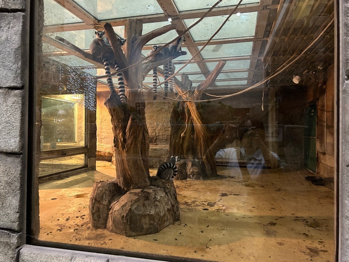 본문 이미지 - 폐업한 대구 실내동물원에 남은 원숭이들(동물자유연대 제공) ⓒ 뉴스1