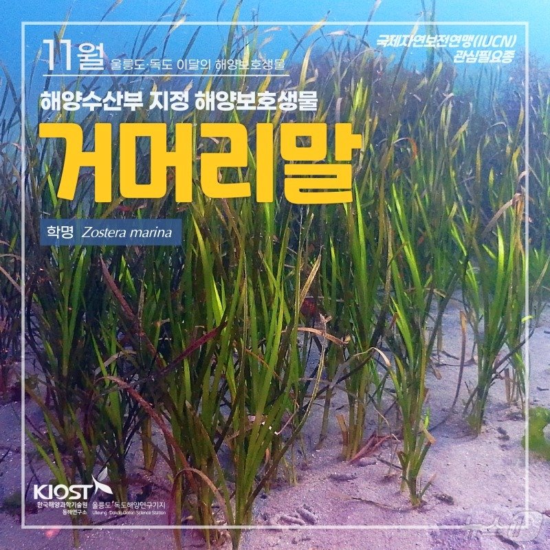 본문 이미지 - 이달의 해양생물로 지정됐던 '거머리말'(한국해양과학기술원 제공) ⓒ 뉴스1