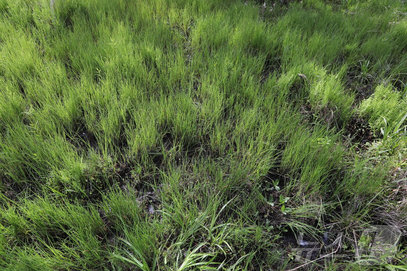 본문 이미지 - 경북 봉화군 신규 자생지의 대택사초 군락 (한국수목원정원관리원 제공) /뉴스1 