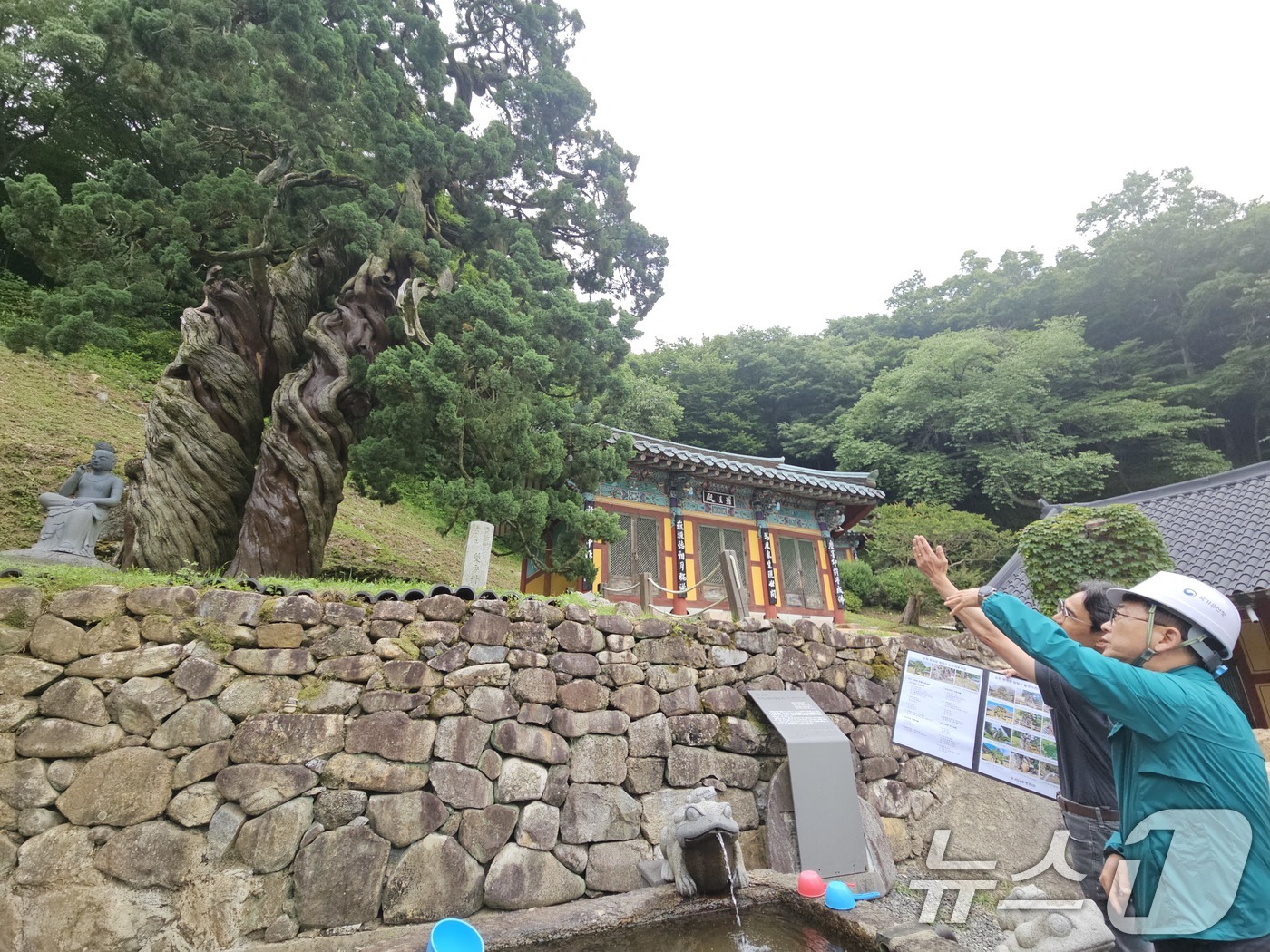 (서울=뉴스1) = 최응천 국가유산청장(오른쪽)이 27일 오전 전라남도 순천 송광사 천자암을 방문해 경내에 소재한 천연기념물 ‘순천 송광사 천자암 쌍향수(곱향나무)’의 관리 현황을 …