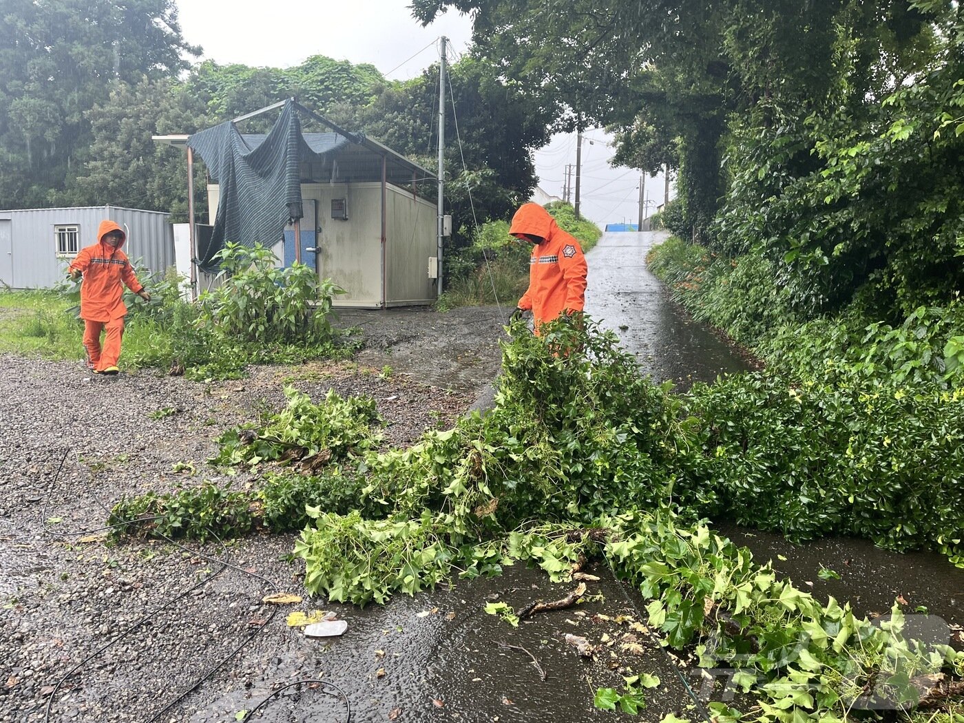 본문 이미지 - 29일 오전 서귀포시 동홍동에서 가로수가 쓰러져 소방이 안전조치를 하고 있다.(제주소방안전본부 제공)