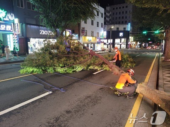 29일 오후 제주시 연동에서 가로수가 쓰러져 소방이 안전조치하고 있다.&#40;제주소방안전본부 제공&#41;