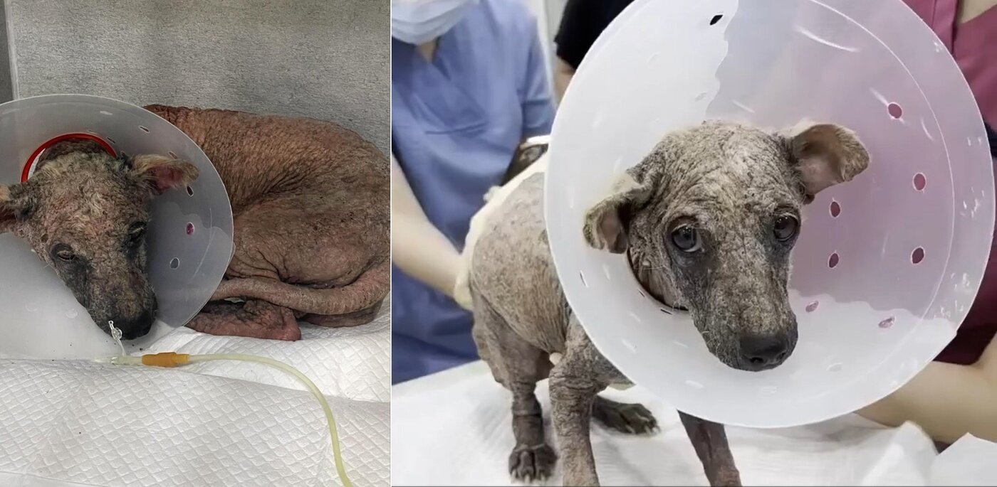 본문 이미지 - 병원에서 치료 중인 강아지 (위액트 제공) ⓒ 뉴스1