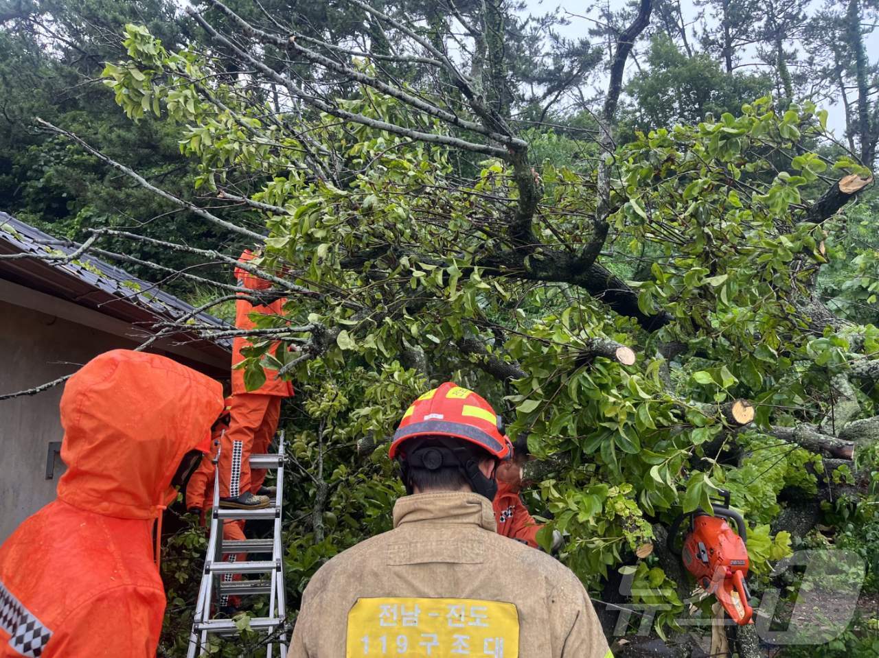 본문 이미지 - 지난 29일 오후 전남 진도군 임회면 한 주택 지붕에 장맛비에 나무가 쓰러지는 사고가 발생해 소방당국이 안전조치를 취하고 있다.(진도소방서 제공) 2024.6.30/뉴스1 ⓒ News1 전원 기자