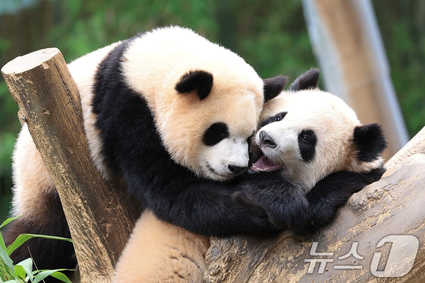 본문 이미지 - 30일 삼성물산 리조트부문이 운영하는 에버랜드가 7월 7일 쌍둥이 아기 판다 루이바오와 후이바오의 첫 생일을 앞두고 돌잡이 사전 예측 이벤트를 연다고 밝혔다. 사진은 에버랜드 쌍둥이 아기 판다 루이바오(왼쪽), 후이바오. (에버랜드 제공) 2024.6.30/뉴스1 ⓒ News1 송원영 기자