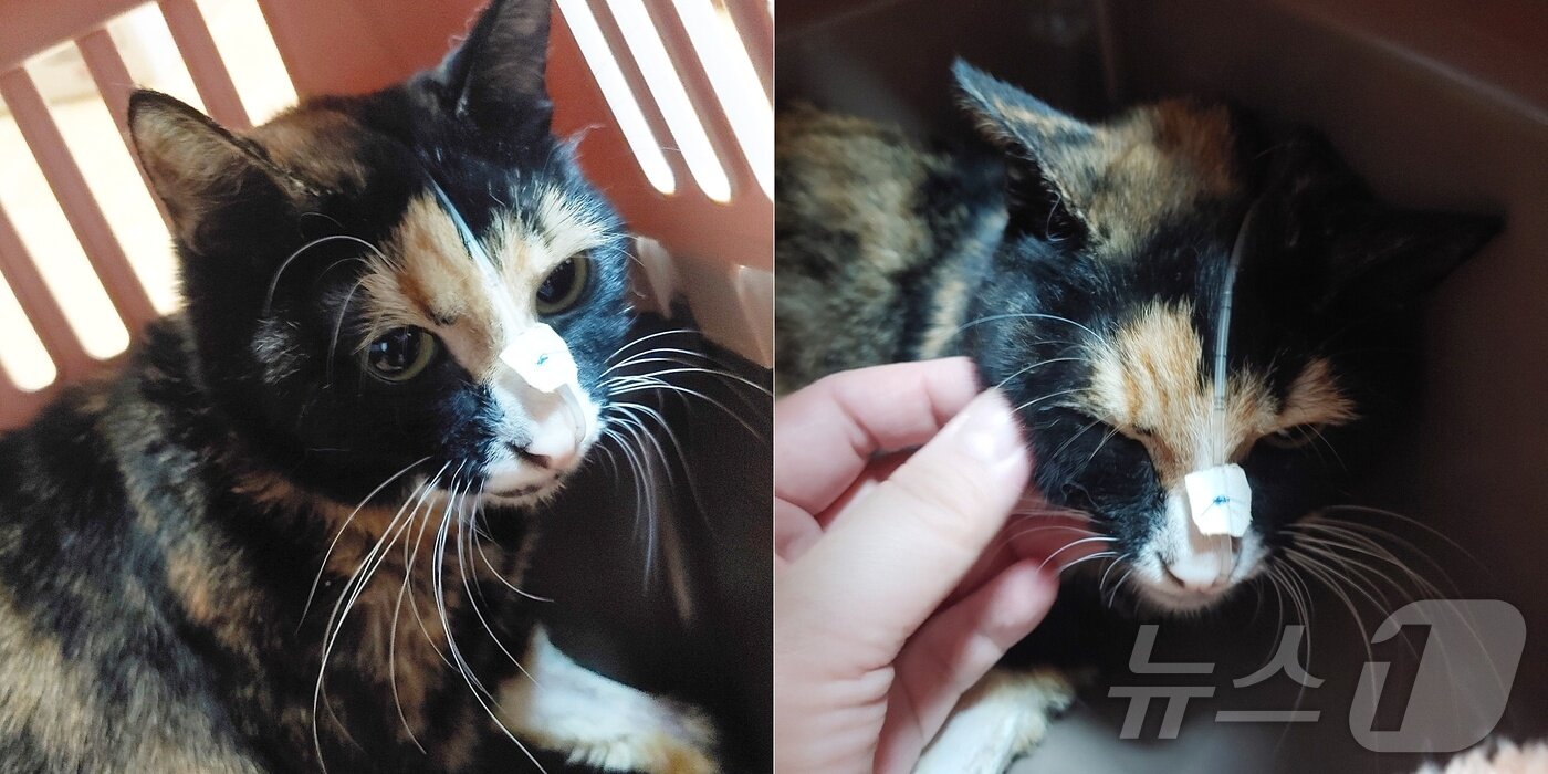 본문 이미지 - 질병과의 사투에서 삶의 의지를 강하게 보여주고 있는 고양이 '엄지'(길냥이와 동고동락 제공) ⓒ 뉴스1