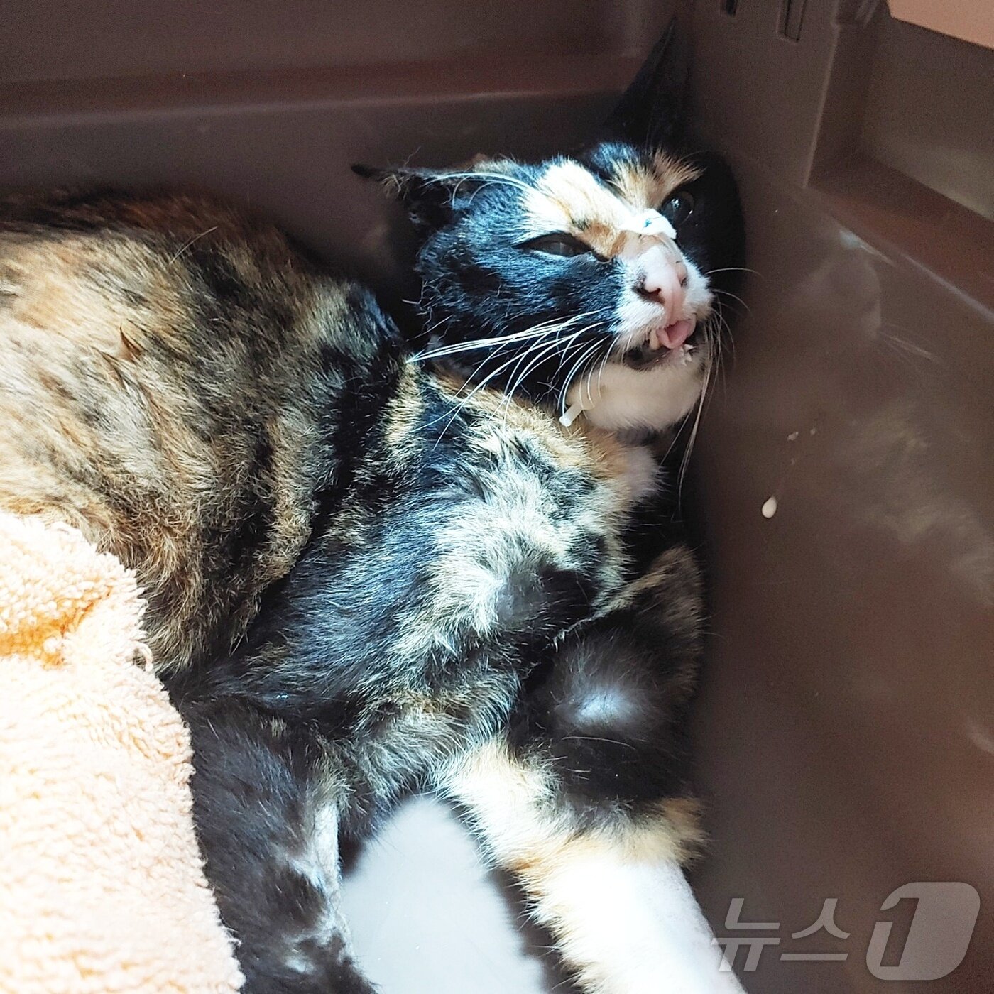 본문 이미지 - 긴급 수혈이 필요할 정도로 위독한 상태의 엄지(길냥이와 동고동락 제공) ⓒ 뉴스1