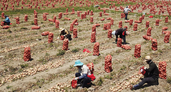 농촌 '계절근로자 연장' 표류…농식품부·법무부 입장차 '여전'