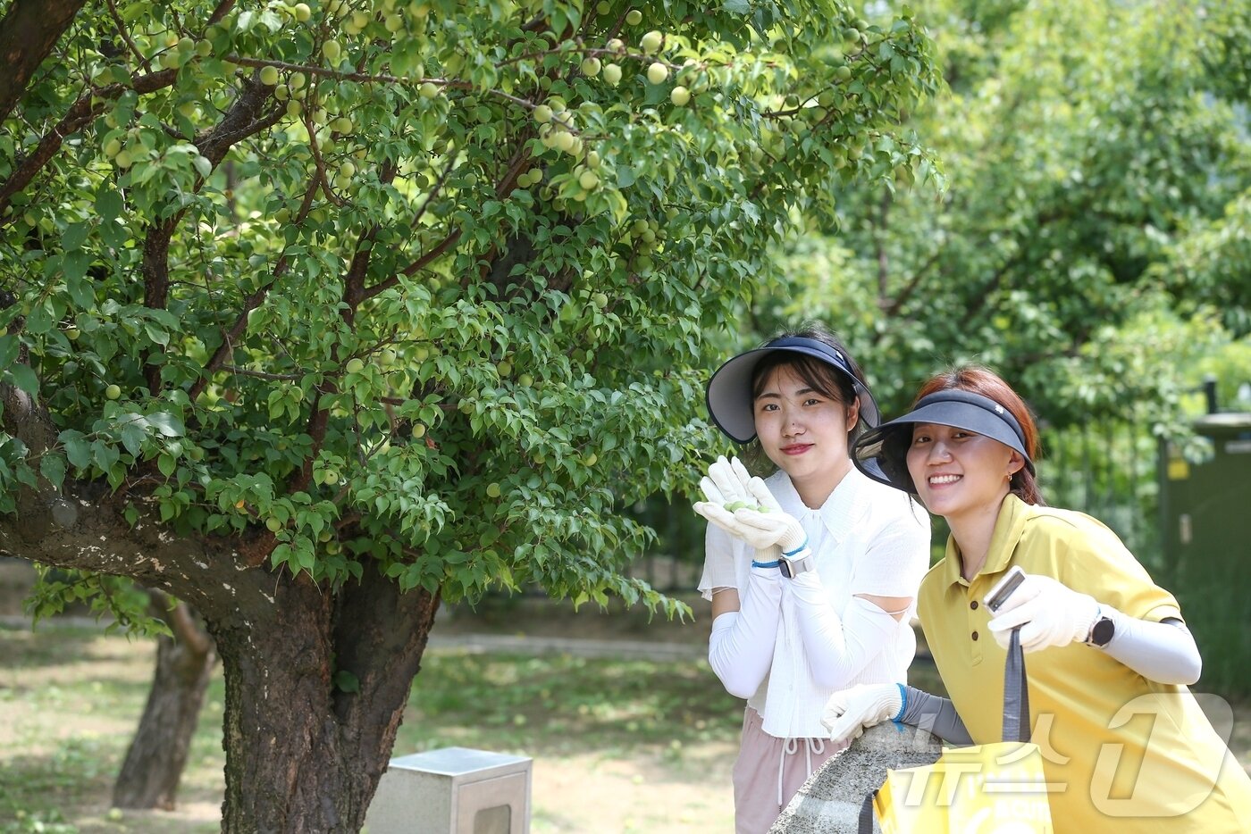 본문 이미지 - 매실따기 체험(에버랜드 제공)