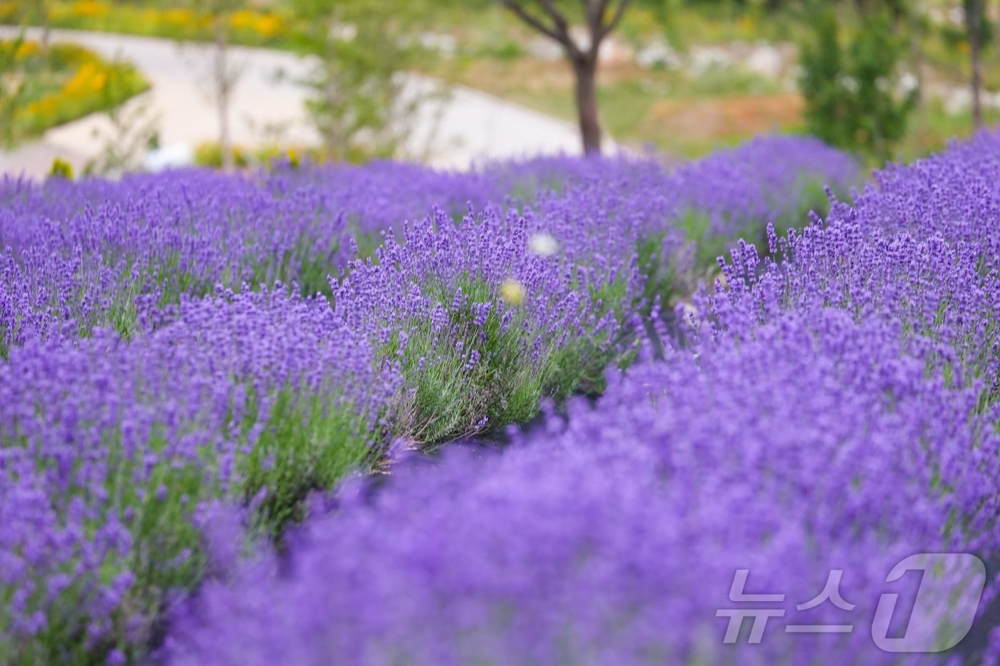 본문 이미지 - 동해 무릉별유천지 라벤더축제.(동해시 제공) 2024.6.5/뉴스1
