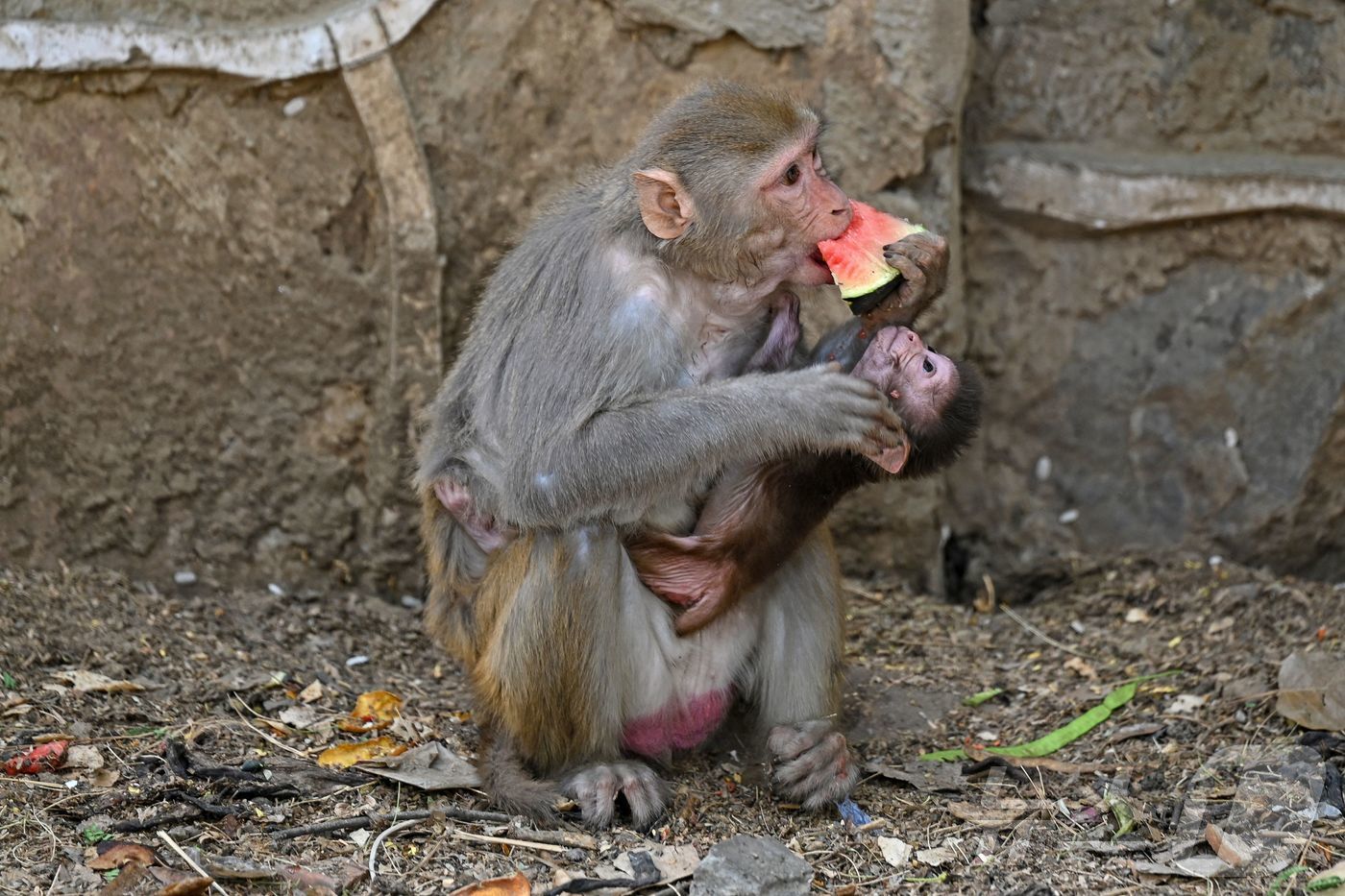 (AFP=뉴스1) 정윤영 기자 = 29일(현지시간) 인도 뉴델리에서 더위를 식히기 위해 수박을 먹고 있는 원숭이. 2024.04.29.ⓒ AFP=뉴스1