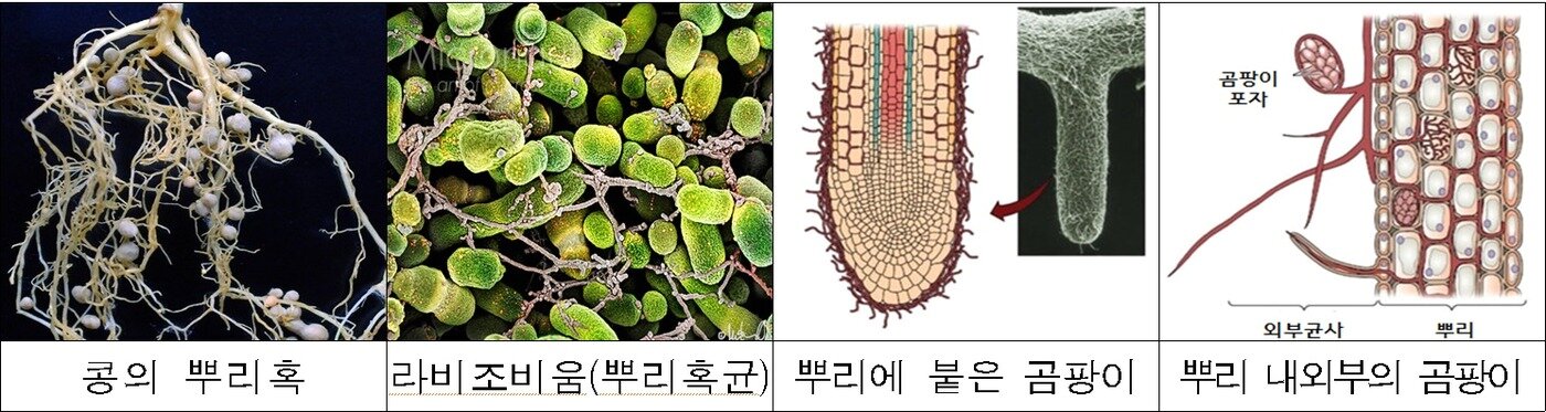 본문 이미지 - 식물과 밀접한 관계에 있는 미생물 사례&#40;농촌진흥청 &#39;함께 사는 미생물, 마이크로바이옴&#39; 보고서 갈무리&#41;