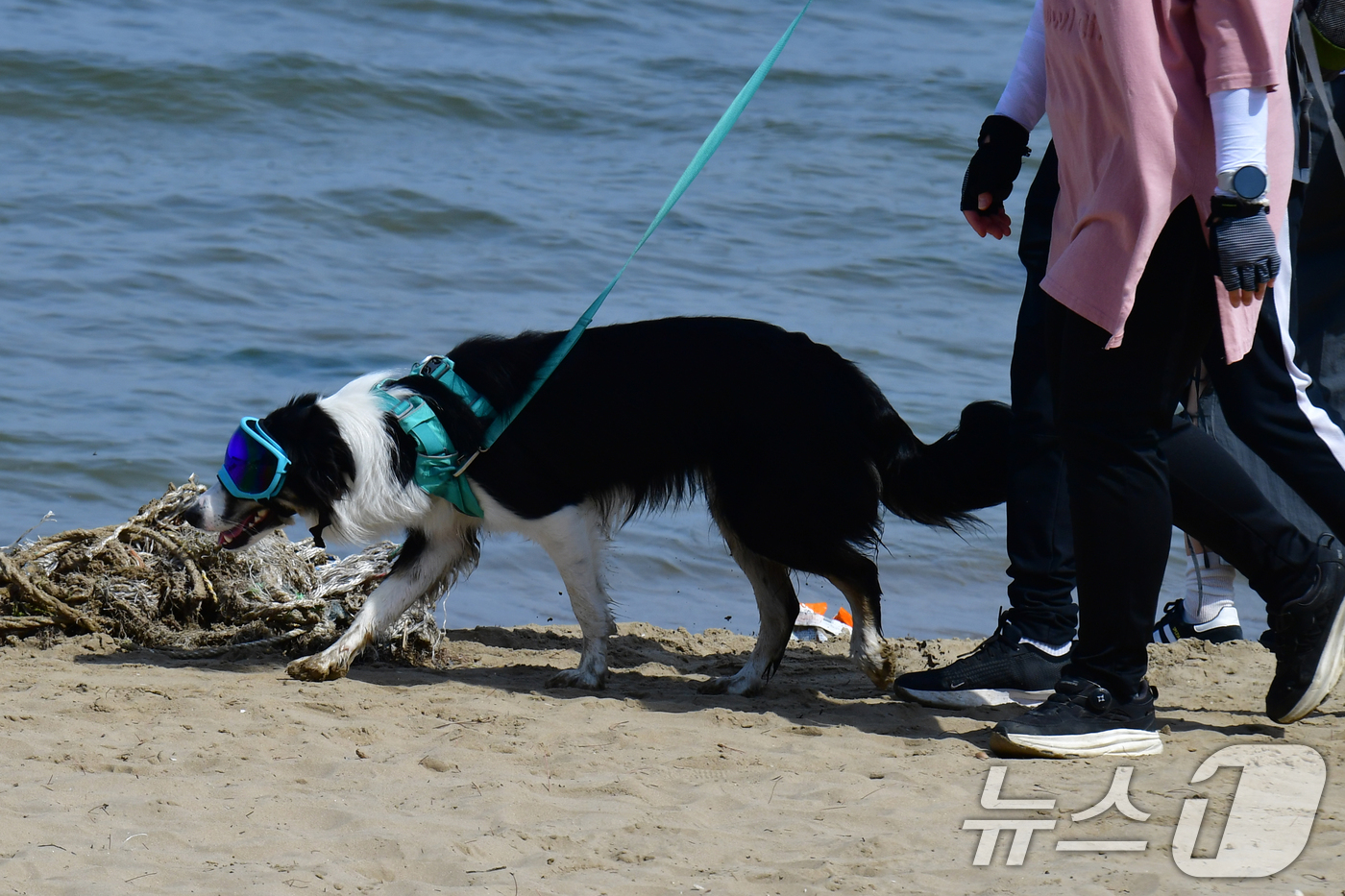 (포항=뉴스1) 최창호 기자 = 현충일인 6일 오후 경북 포항시 북구 영일대해수욕장에서 고글을 쓴 반려견이 주인과 함께 산책하고 있다. 2024.6.6/뉴스1